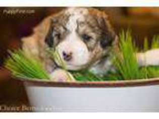 Mutt Puppy for sale in Lott, TX, USA