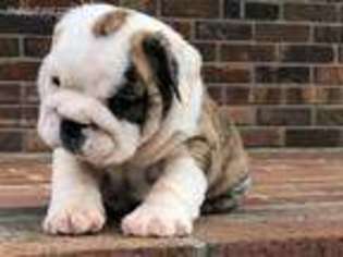 Bulldog Puppy for sale in Pineville, KY, USA