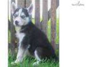 Siberian Husky Puppy for sale in Dayton, OH, USA