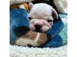 French Bulldog Puppy for sale in Hattiesburg, MS, USA