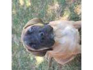 Mastiff Puppy for sale in Murrieta, CA, USA