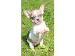 French Bulldog Puppy for sale in Bridgeport, OH, USA