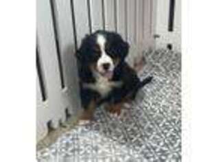 Bernese Mountain Dog Puppy for sale in Lancaster, OH, USA
