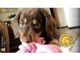 Dachshund Puppy for sale in Hays, KS, USA