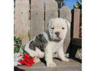 Valley Bulldog Puppy for sale in Shipshewana, IN, USA