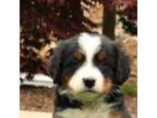 Mutt Puppy for sale in Gap, PA, USA