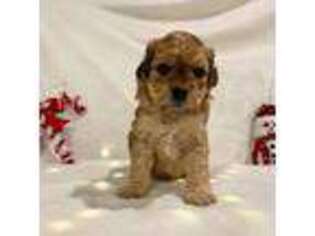 Cavapoo Puppy for sale in Toms River, NJ, USA