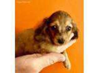 Dachshund Puppy for sale in Indianapolis, IN, USA