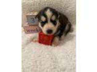 Siberian Husky Puppy for sale in Blue Ridge, VA, USA