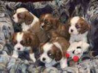Cavalier King Charles Spaniel Puppy for sale in Springfield, LA, USA