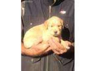 Golden Retriever Puppy for sale in Milan, TN, USA