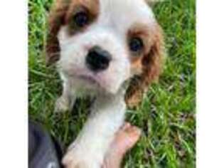 Cavalier King Charles Spaniel Puppy for sale in Gulf Breeze, FL, USA