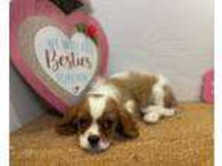 Cavalier King Charles Spaniel Puppy for sale in Shirley, NY, USA