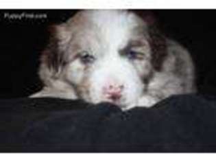 Australian Shepherd Puppy for sale in Duluth, MN, USA
