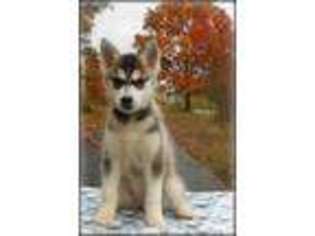 Siberian Husky Puppy for sale in ROMNEY, WV, USA