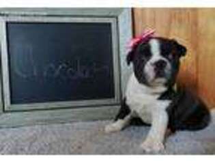 Boston Terrier Puppy for sale in Arthur, IL, USA