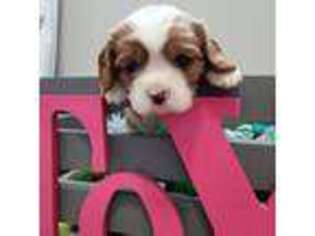 Cavalier King Charles Spaniel Puppy for sale in Zimmerman, MN, USA