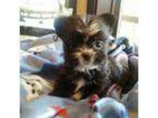 Shorkie Tzu Puppy for sale in Camas, WA, USA