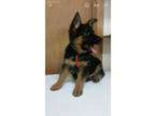 German Shepherd Dog Puppy for sale in Liberty, NY, USA