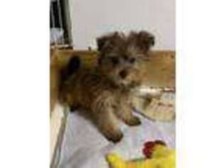 Yorkshire Terrier Puppy for sale in Cornelia, GA, USA