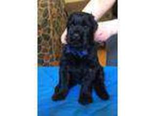 Black Russian Terrier Puppy for sale in Hamburg, NJ, USA