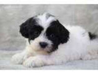 Mutt Puppy for sale in Wayland, IA, USA
