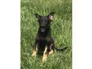 German Shepherd Dog Puppy for sale in Rosharon, TX, USA