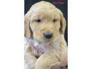 Golden Retriever Puppy for sale in Traer, IA, USA