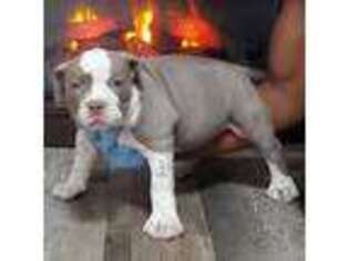 Mutt Puppy for sale in Lake Helen, FL, USA