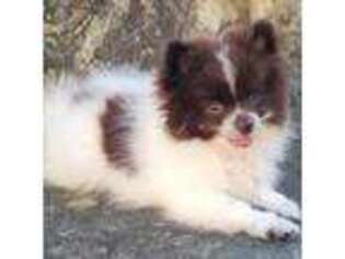 Pomeranian Puppy for sale in Marble Falls, AR, USA