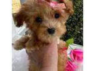 Mutt Puppy for sale in Eatonton, GA, USA