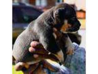 Mutt Puppy for sale in Portsmouth, VA, USA