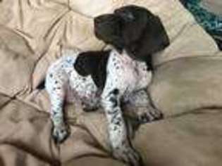 German Shorthaired Pointer Puppy for sale in Grand Rapids, MI, USA