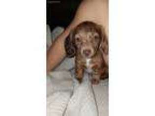 Dachshund Puppy for sale in Fort Lupton, CO, USA