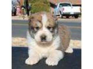 Mutt Puppy for sale in Ash Fork, AZ, USA