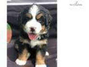 Bernese Mountain Dog Puppy for sale in Des Moines, IA, USA