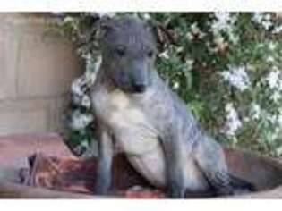 American Hairless Terrier Puppy for sale in La Habra, CA, USA