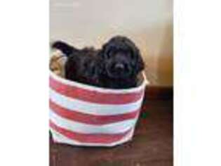 Labradoodle Puppy for sale in Remington, IN, USA