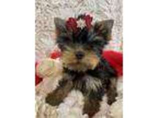 Yorkshire Terrier Puppy for sale in Blackfoot, ID, USA