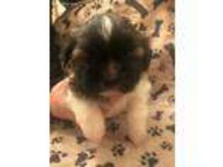 Mutt Puppy for sale in Nashua, NH, USA