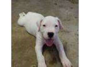 Dogo Argentino Puppy for sale in Huffman, TX, USA