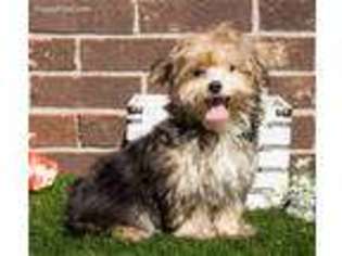 Yorkshire Terrier Puppy for sale in Youngstown, OH, USA