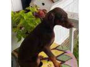 Doberman Pinscher Puppy for sale in Laurinburg, NC, USA