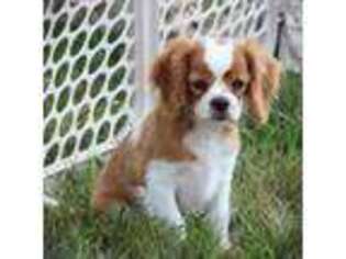 Cavalier King Charles Spaniel Puppy for sale in East Earl, PA, USA