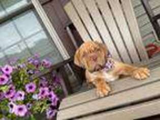 American Bull Dogue De Bordeaux Puppy for sale in Jackson, OH, USA