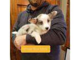 Cardigan Welsh Corgi Puppy for sale in Milton, WI, USA
