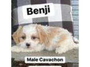 Cavachon Puppy for sale in Washington, IN, USA