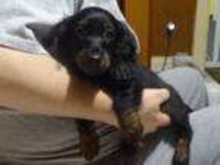 Dachshund Puppy for sale in Ward, SD, USA