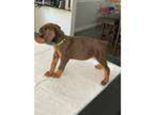 Doberman Pinscher Puppy for sale in Atlanta, GA, USA