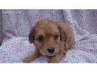 Mutt Puppy for sale in Big Sandy, TX, USA